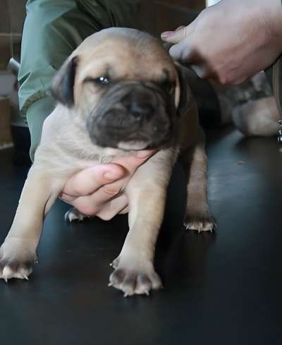 MEANEY WILBUR