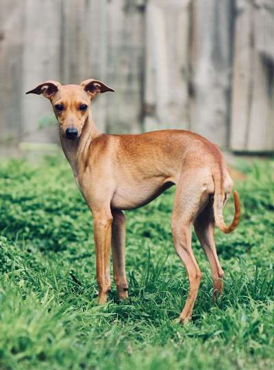Lampeggiare Adelaide