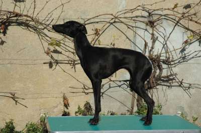 C'Miss Lili Du Domaine De Chanteloup