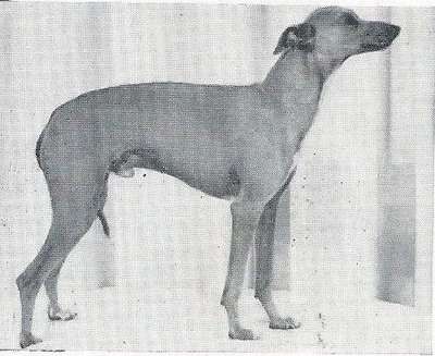 Procyon Of Ausonia