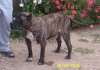 Leon de Presacanario2000