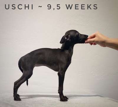 Greytoday Uschi
