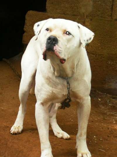 GUSTAVO DE PRESA CAN