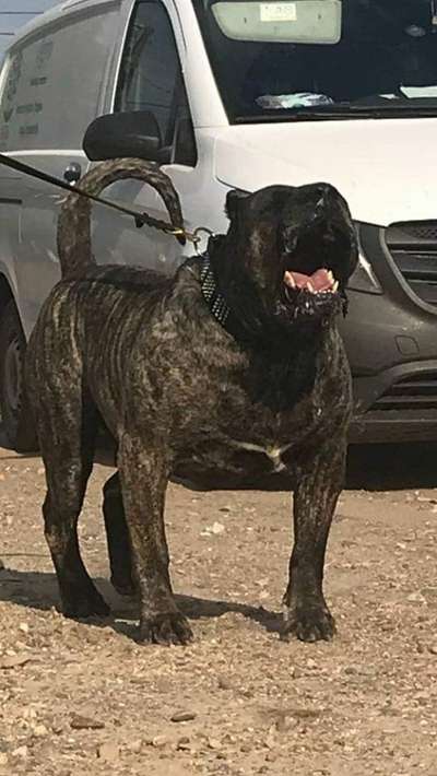 ARES PRESA DEL DRACULA
