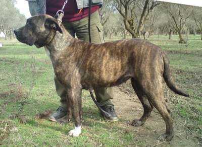 PRESA
