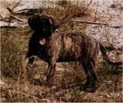 GOLILA DE BARNACAN BULL (GORILA)