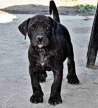 OTIS DE VIKING GUARD KENNEL