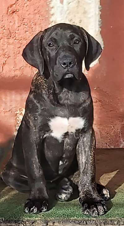 ARAYA DE BREVIERCAN