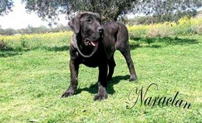 CONGO DE NARALCAN