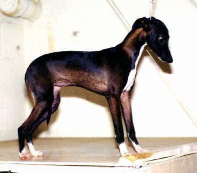 Tekoneva's Felicia