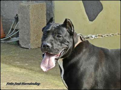 MORO DE RUCADEN