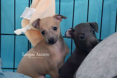 Alstremeria Sangue Azzurro