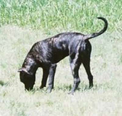 HEMI DE SANCHO