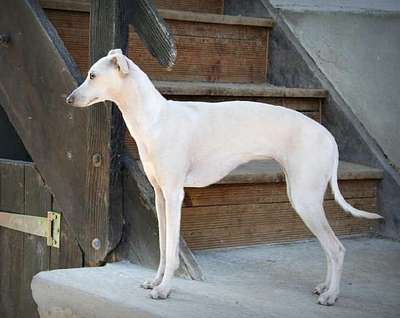 Herminie Des Princes De Minos