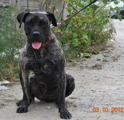 PRESA'S SPIRIT A-DEA DIA