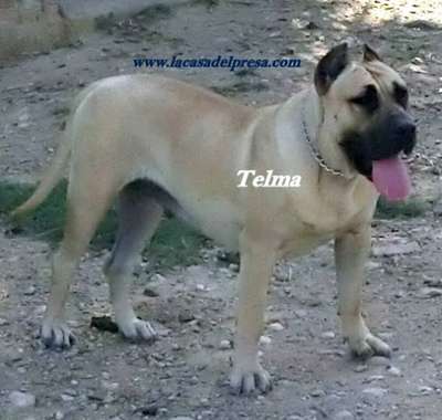 TELMA DE CASA DEL PRESA