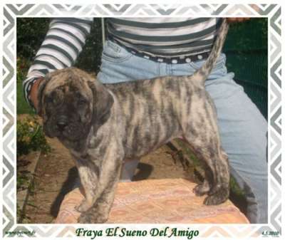 FRAYA EL SUENO DEL AMIGO