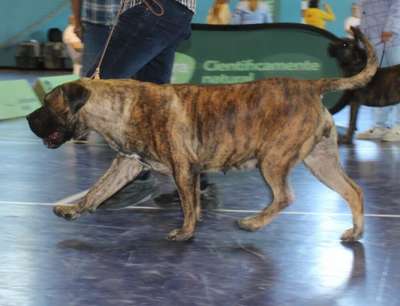 GALGA DE SELECTA ADEJE