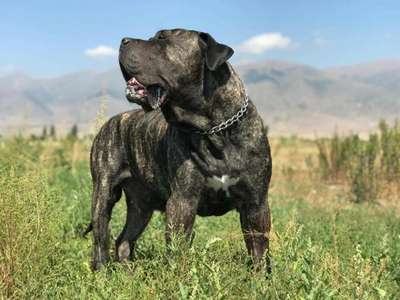 GENGHIS KHAN DE LA HUELLA DEL PRESA CANARIO