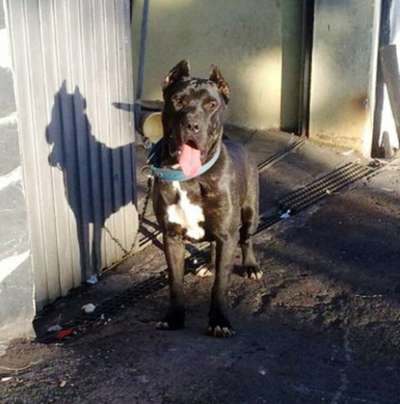 TAGORO DE PERRO DE LA TIERRA