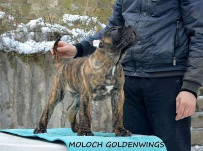 MOLOCH GOLDENWINGS