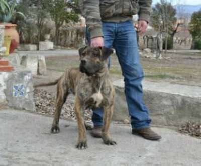 TUNDRA DE IRON BULL (ASIA)