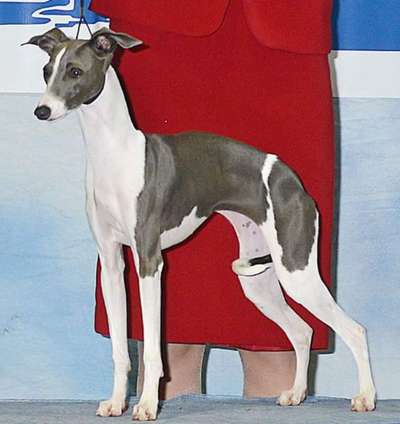 Divine Cave Canem