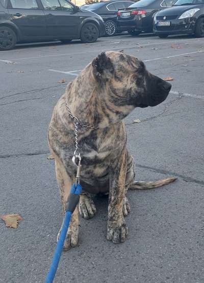 RUMA FROM PRESA GLADIATOR KENNEL