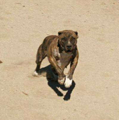 AHINOA DE KING ZULU