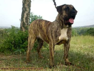 ANAGA DE CRISDOCO
