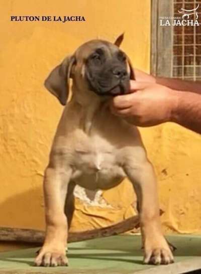 PLUTON DE LA JACHA