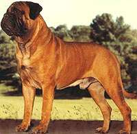 BLACKSLATE'S BOSTON BRAHMIN