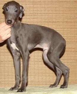 Astra Bravissimo Keanu