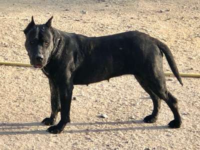 MONICA DE KING ZULU