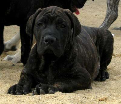 MACHACO CABALLERO CANARIO