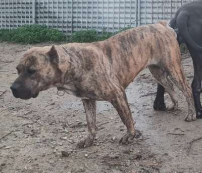 ALASKA DE KING ZULU