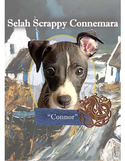 Selah Scrappy Connemara
