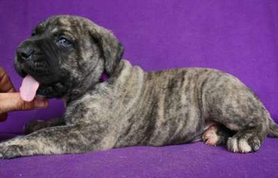 BOSS BULL CANARIO RONIN