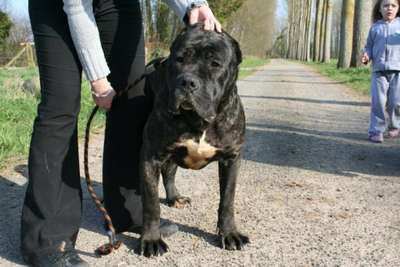 CHEYENNE DES MOLOSSES DES 7 VALLEES