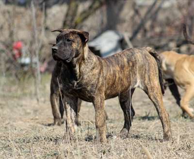 VANDA DEVIL'S BONE KENNEL