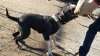 Chispa de Pcrp Kennel