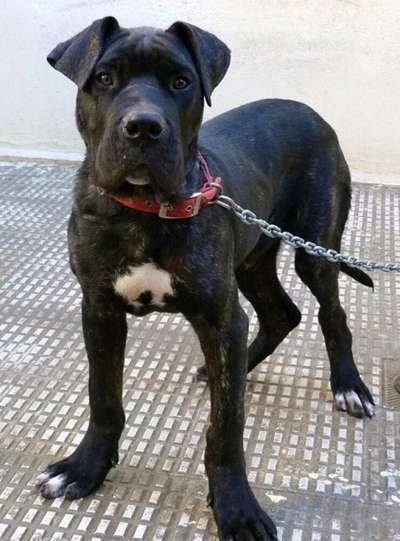 YANGO DE PRESABOX