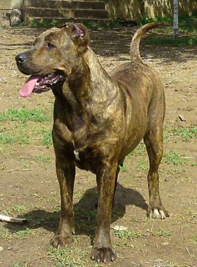 MELLA OF SEVEN SHARKY DINASTY