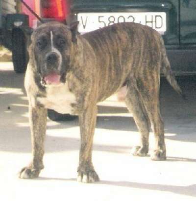 BRUCO DE MAYANTIGOT