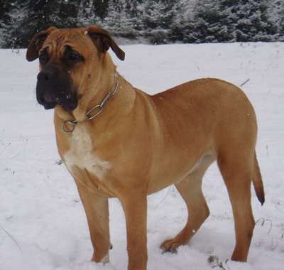 KOROSDOMBI ANNABELL
