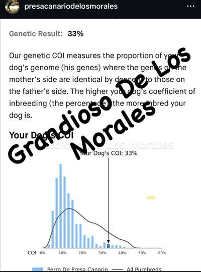 GRANDIOSO DE LOS MORALES