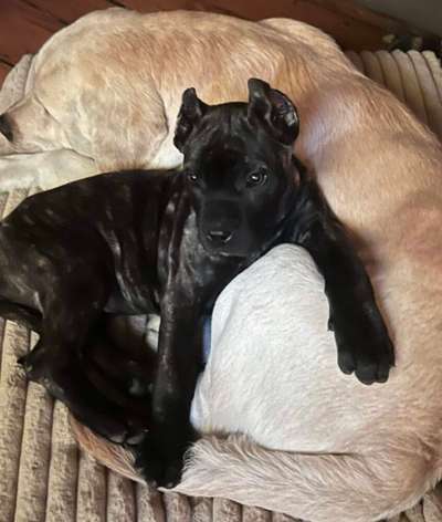 CALI DE STEARNS KENNEL