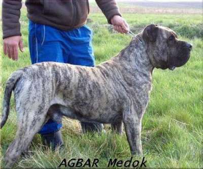 AGBAR MEDOK