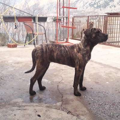 CRISTAL ARDOR BULL