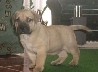 DOGO MIRACLE COLE